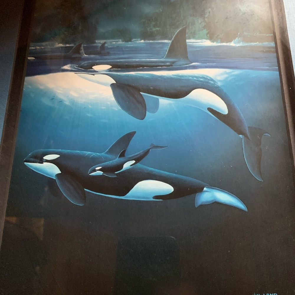 Robert Wyland vintage 1992 print Killer whales and calf
